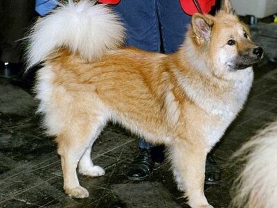 Akita Inu