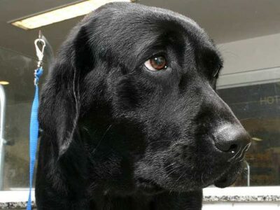 Animaleries à Aix-en-Provence : les meilleures adresses