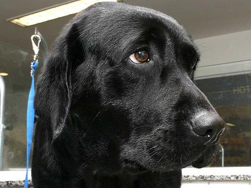 Animaleries à Aix-en-Provence : les meilleures adresses