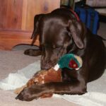 Animaleries à Angers : les meilleures adresses