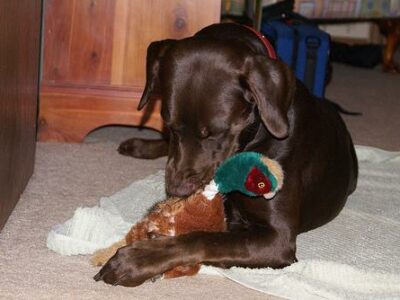 Animaleries à Angers : les meilleures adresses