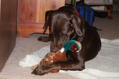 Animaleries à Angers : les meilleures adresses