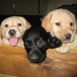 Animaleries à Clermont-Ferrand : les meilleures adresses