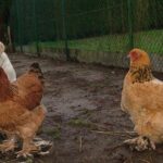 Animaleries à Dijon : les meilleures adresses