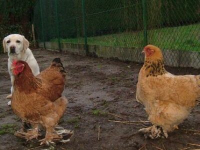 Animaleries à Dijon : les meilleures adresses