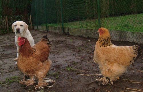 Animaleries à Dijon : les meilleures adresses