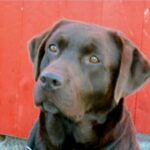 Animaleries à Grenoble : les meilleures adresses