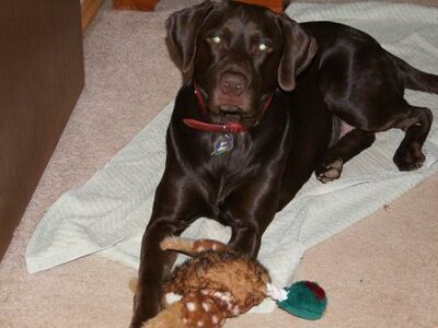 Animaleries à Lille : les meilleures adresses