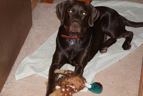 Animaleries à Lille : les meilleures adresses