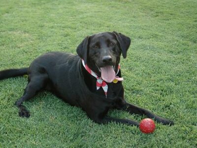 Animaleries à Lyon : les meilleures adresses