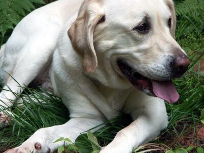 Animaleries à Marseille : les meilleures adresses