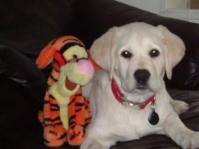 Animaleries à Metz : les meilleures adresses