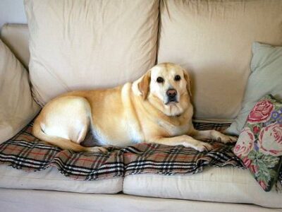 Animaleries à Nantes : les meilleures adresses