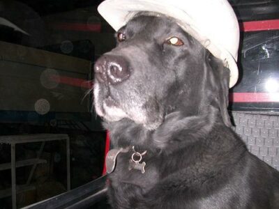 Animaleries à Nice : les meilleures adresses