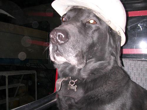 Animaleries à Nice : les meilleures adresses