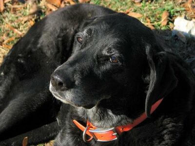 Animaleries à Paris : les meilleures adresses