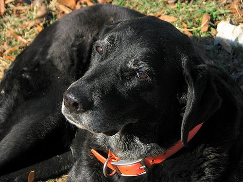 Animaleries en France