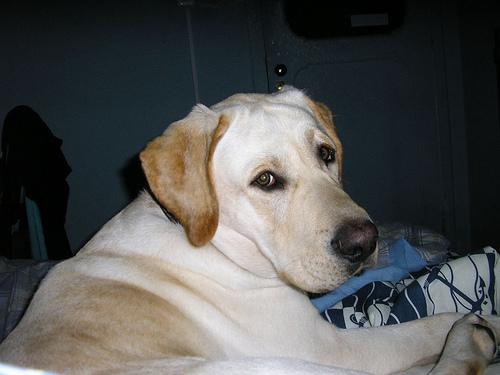 Animaleries à Rennes : les meilleures adresses