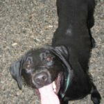 Animaleries à Rouen : les meilleures adresses