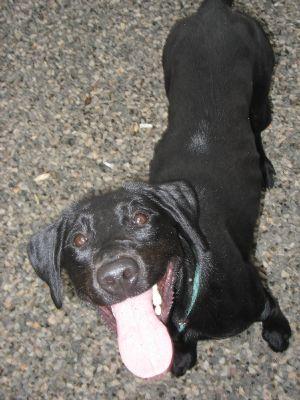 Animaleries à Rouen : les meilleures adresses