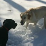 Animaleries à Strasbourg : les meilleures adresses