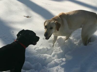 Mon chien fugue : la solution la plus efficace ?