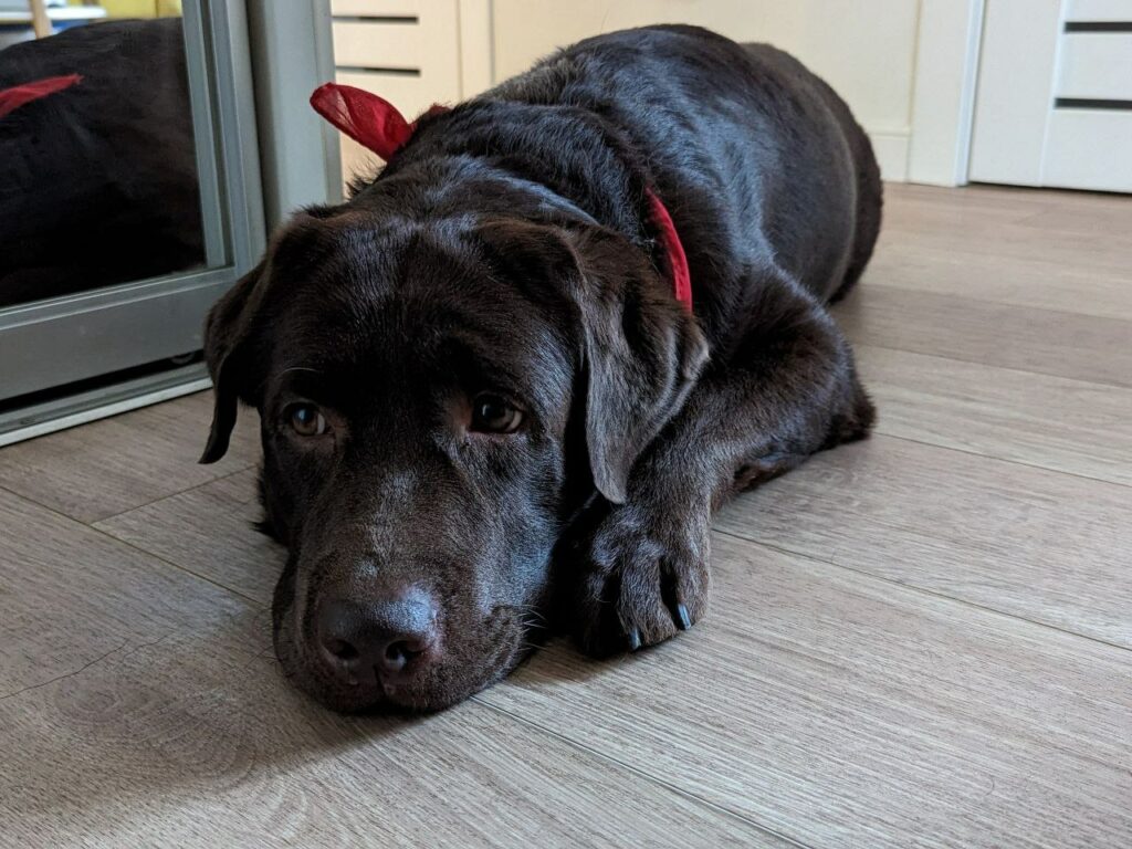 Animaleries à Toulon : les meilleures adresses