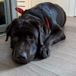 Animaleries à Toulon : les meilleures adresses