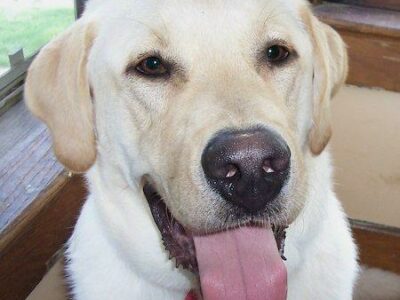 Animaleries à Toulouse : les meilleures adresses