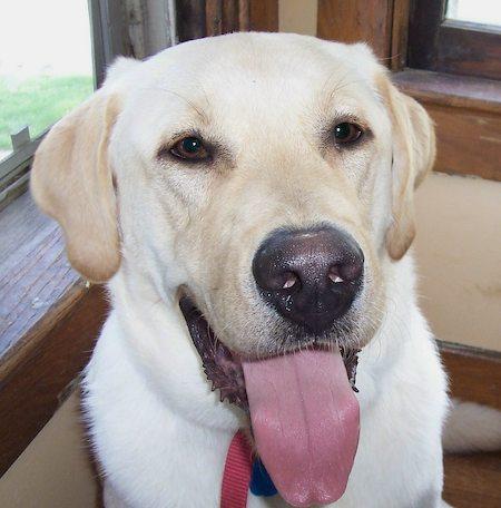 Animaleries à Toulouse : les meilleures adresses