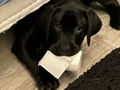 Animaleries à Tours : les meilleures adresses