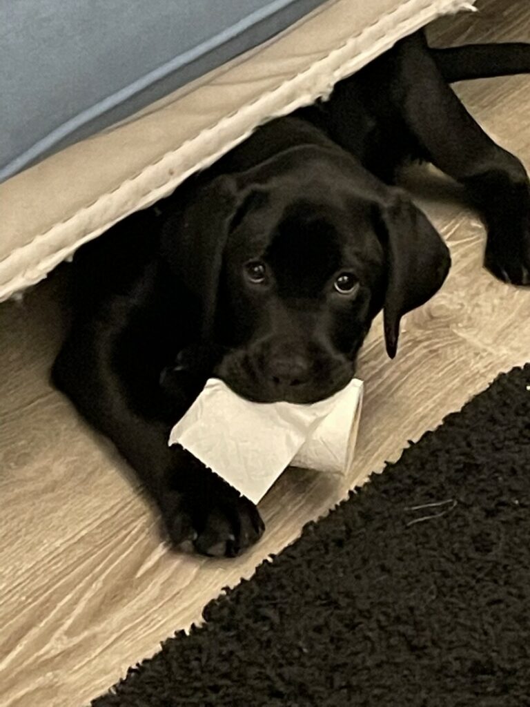 Animaleries à Tours : les meilleures adresses