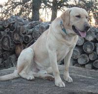 L&rsquo;anxiété de séparation chez le chien : comprendre et traiter