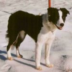 Comment apprendre le rappel à son chien : guide complet