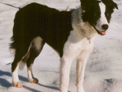 Comment apprendre le rappel à son chien : guide complet