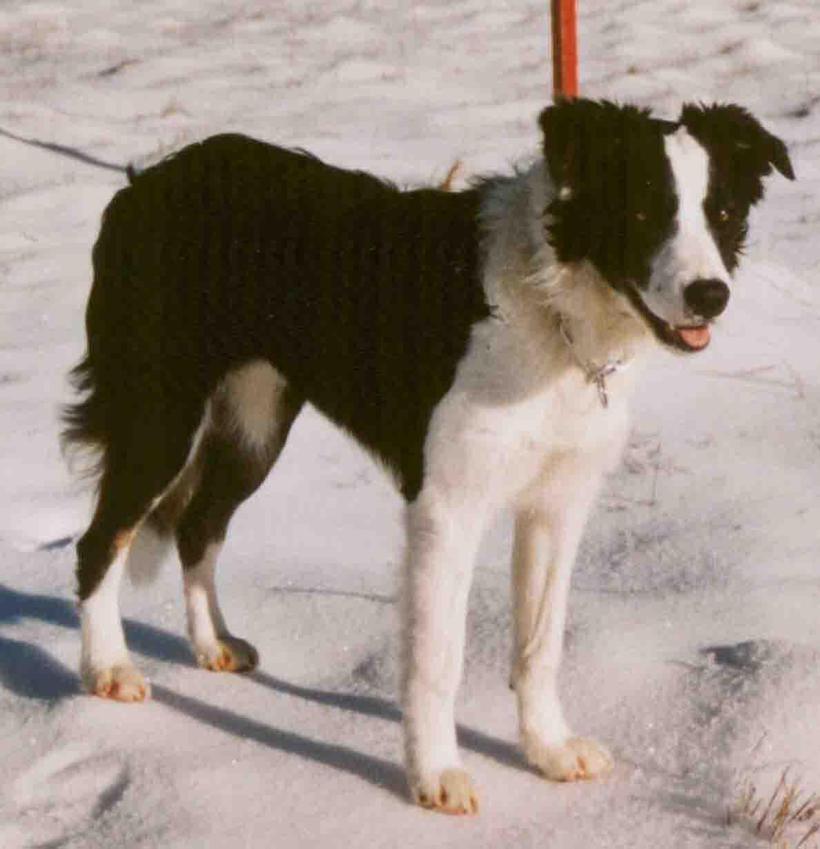 Comment apprendre le rappel à son chien : guide complet