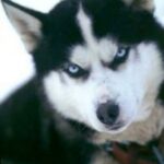 Où promener son chien à Aix-en-Provence