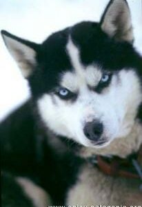 Où promener son chien à Aix-en-Provence