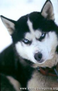 Où promener son chien à Aix-en-Provence