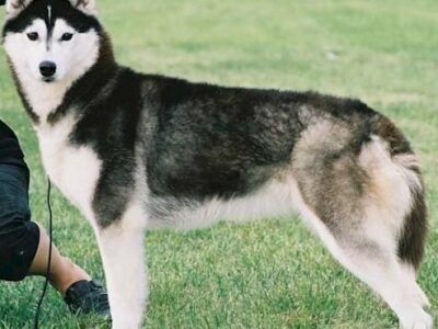 Où promener son chien à Antibes