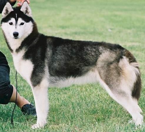 Où promener son chien à Antibes