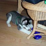 Où promener son chien à Avignon