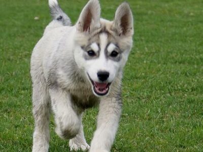 Les meilleures balades avec son chien dans les Bouches-du-Rhône (13)