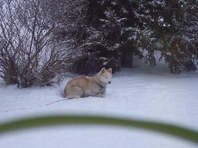 Où promener son chien à Cannes