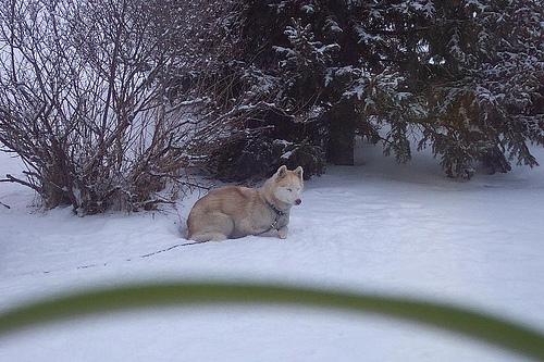 Où promener son chien à Cannes
