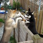 Où promener son chien à Fréjus et Saint-Raphaël