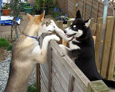 Où promener son chien à Fréjus et Saint-Raphaël
