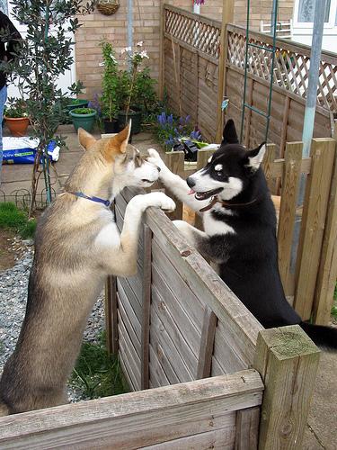 Où promener son chien à Fréjus et Saint-Raphaël