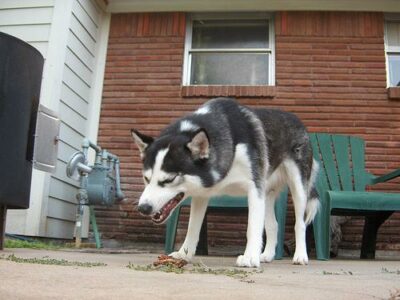 Où promener son chien à Marseille