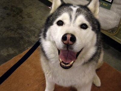 Où promener son chien à Menton